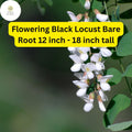 Flowering Black Locust Tree Live Bare Root Plant 12-18 Inch Robinia pseudoacacia Fragrant White Pink Flowers