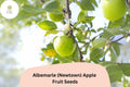 Albemarle Newtown Apple Seeds – Heirloom Green Fruit Tree, Malus domestica, Tart-Sweet Flavor, Historic Heritage Variety, 25+ Seeds