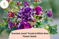 20 Scented Jewel Rose Seeds | Purple & White Bicolor Heirloom Fragrant Garden Rose Rosa spp.