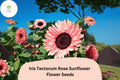 Iris Tectorum Rose Sunflower Seeds – Exotic Ornamental Flower, Non-GMO, 50 Pack