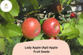 Lady Apple Seeds | Miniature Heirloom Fruit Tree Seeds | Malus domestica | Antique French Cultivar