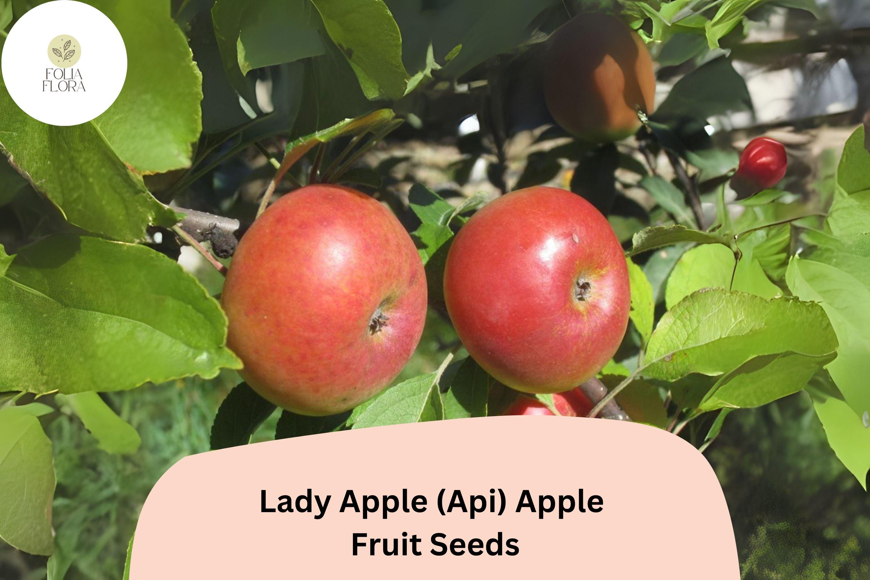 Lady Apple Seeds | Miniature Heirloom Fruit Tree Seeds | Malus domestica | Antique French Cultivar