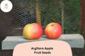 Argilière Apple Seeds – Rare French Heirloom, Malus domestica, Open-Pollinated, Heritage Fruit, Cold-Hardy, Orchard, Cooking, Fresh