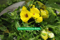 Yellow Ranunculus Bulbs – Spring Planting, Ranunculus asiaticus, Bright Yellow Blooms, Garden & Container Flowers
