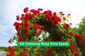 Climbing Rose Vine Seeds, 50 Premium Rosa spp. Flowering Seeds for Trellis, Fence, Arch, Garden, Outdoor & Indoor Growth