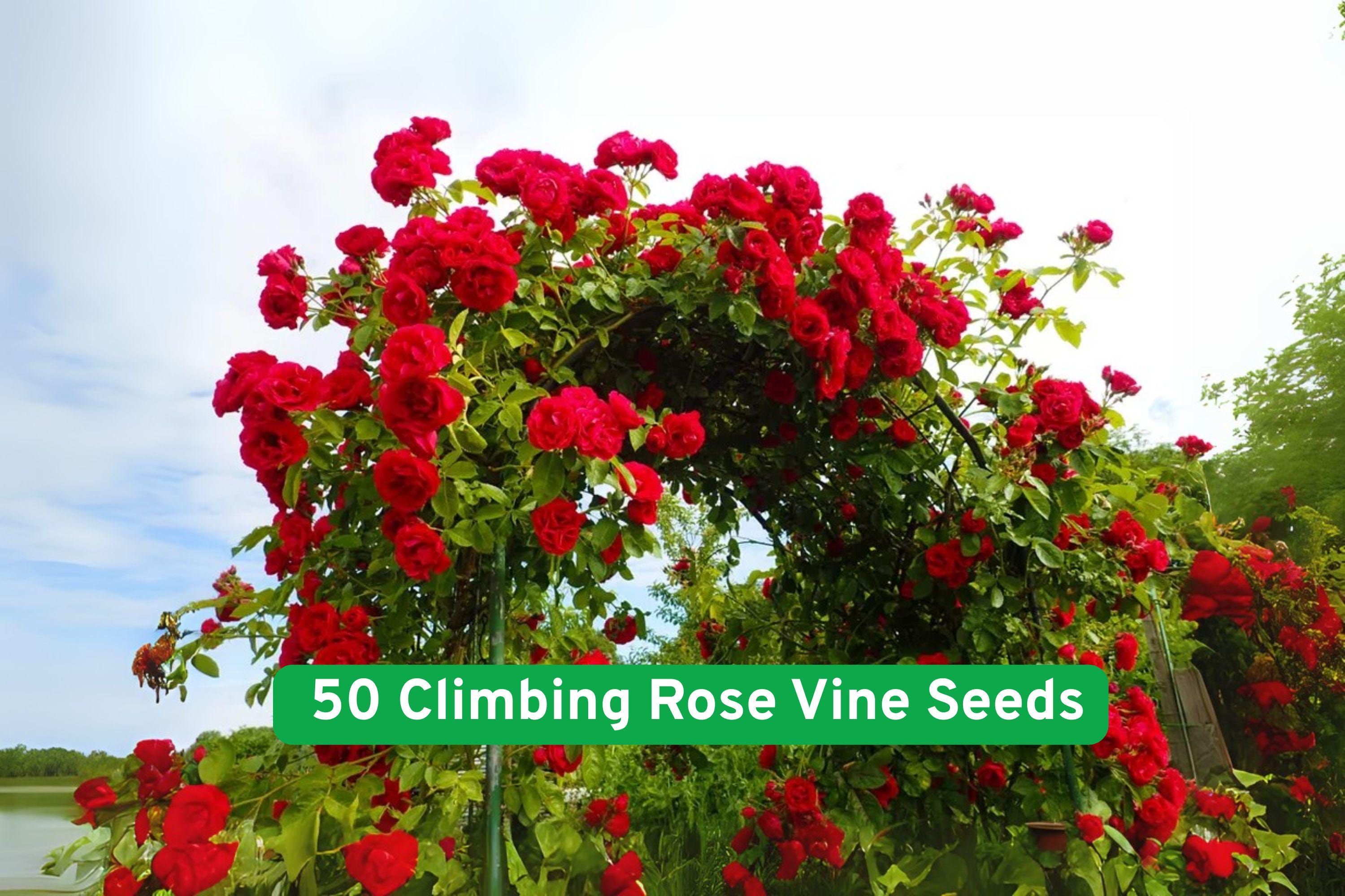 Climbing Rose Vine Seeds, 50 Premium Rosa spp. Flowering Seeds for Trellis, Fence, Arch, Garden, Outdoor & Indoor Growth