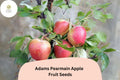 Adams’s Pearmain Apple Seeds 25+ | Heirloom Malus domestica for Home Garden, Fresh Eating & Storage
