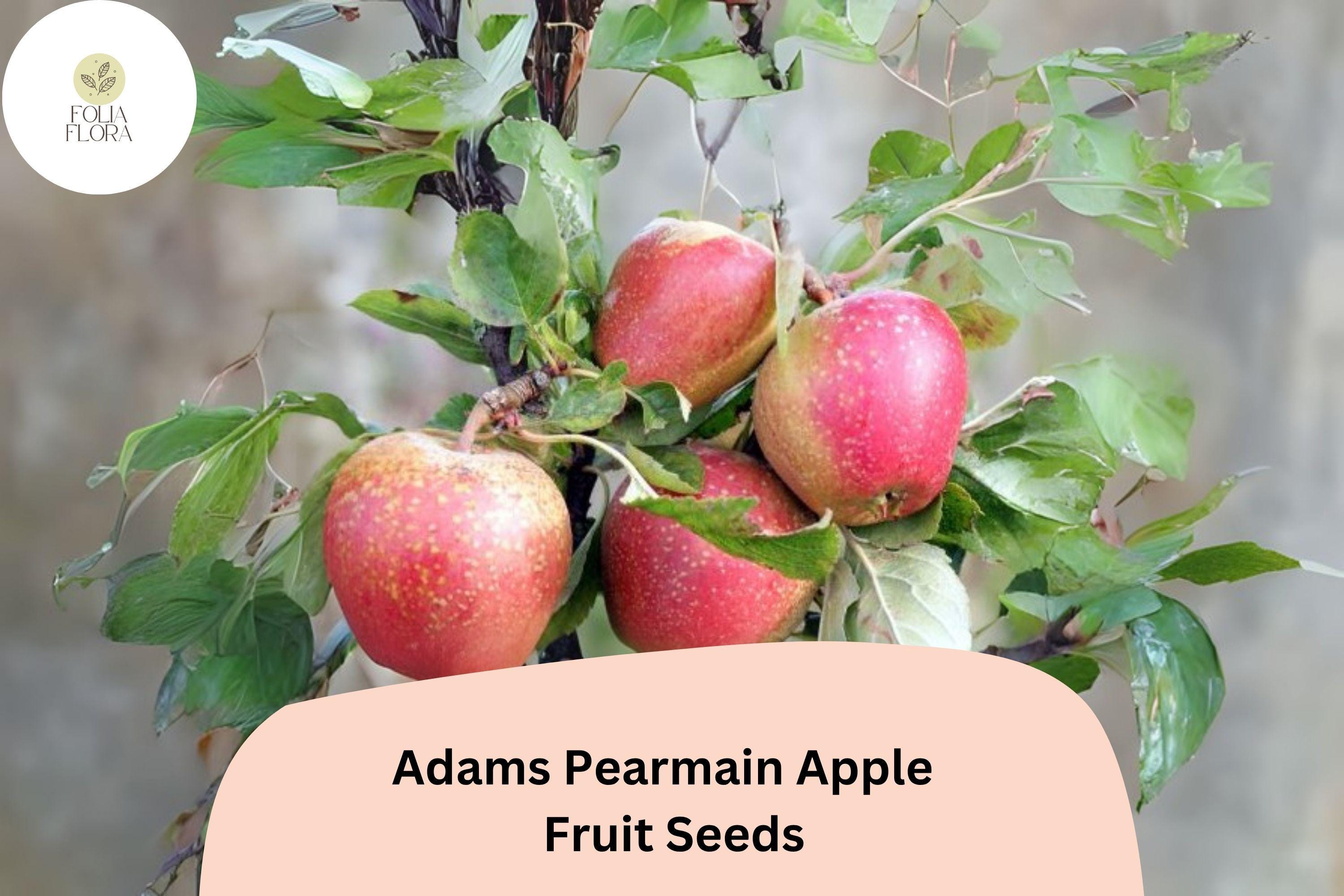 Adams’s Pearmain Apple Seeds 25+ | Heirloom Malus domestica for Home Garden, Fresh Eating & Storage