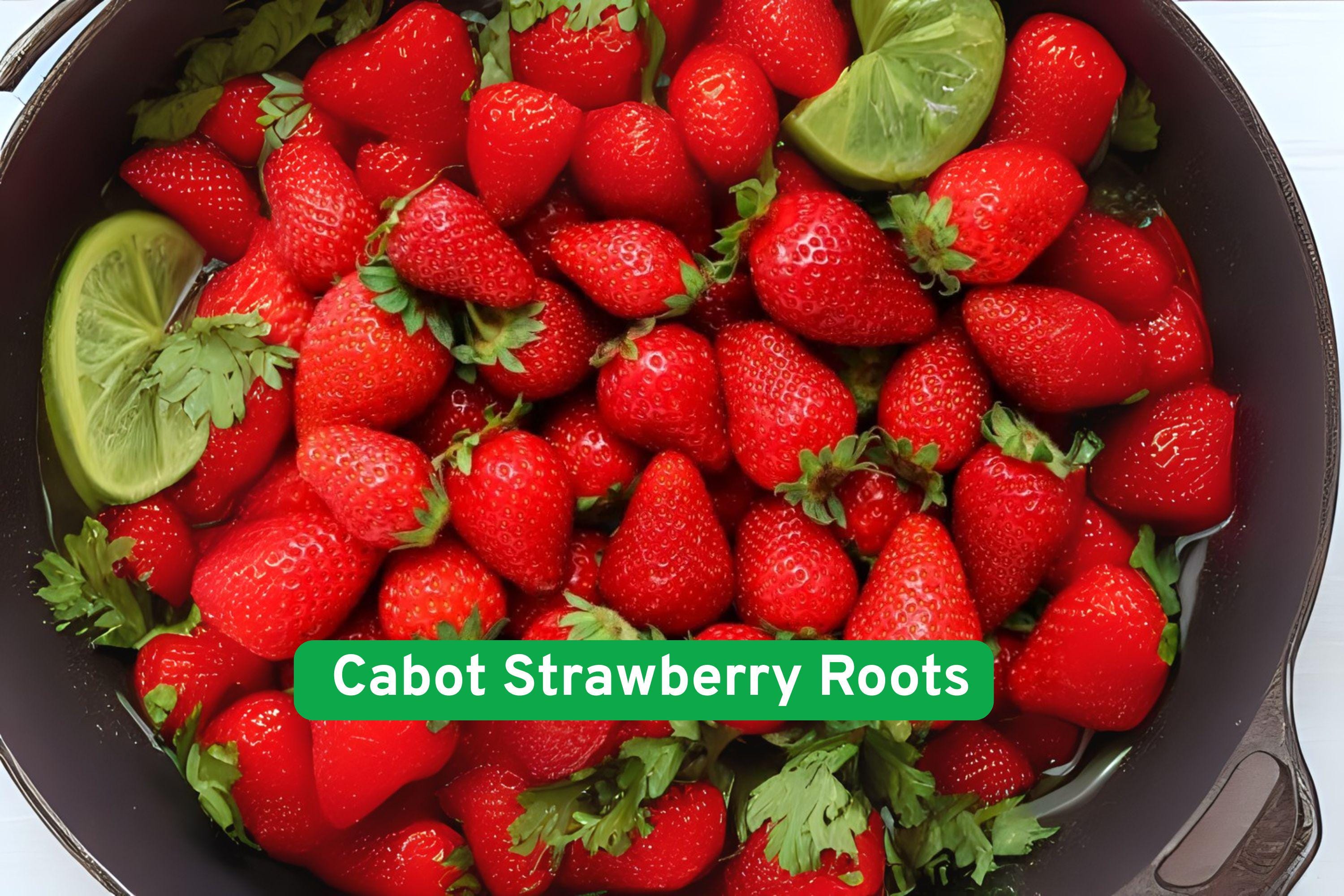 Cabot Strawberry Roots Bare Root – High-Yield Sweet Red Berries – Fragaria × ananassa – Edible Perennial Plant