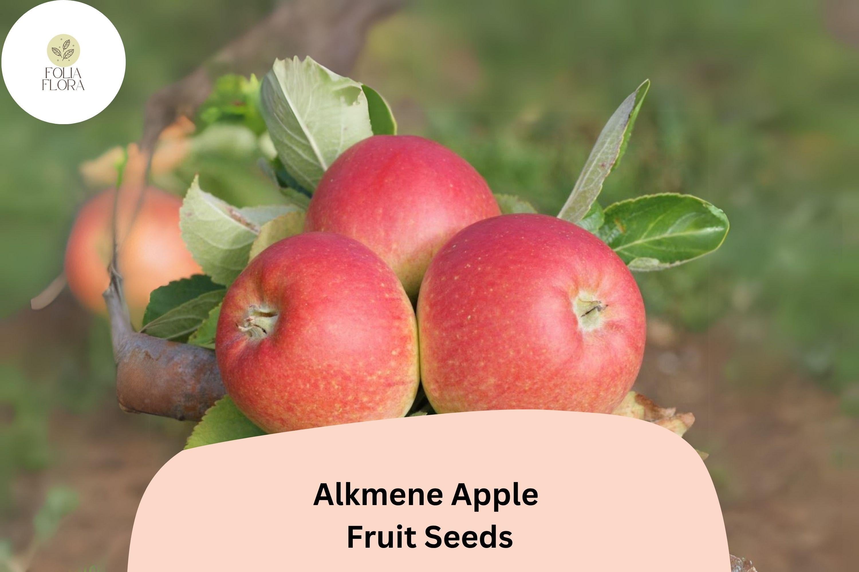 Alkmene Apple Seeds 25+ | Early Heirloom Malus domestica for Fresh Eating & Juicing