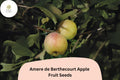 Amere de Berthecourt Apple Seeds – French Heirloom Cider Variety, Bittersharp Flavor, Malus domestica, 25+ Seeds