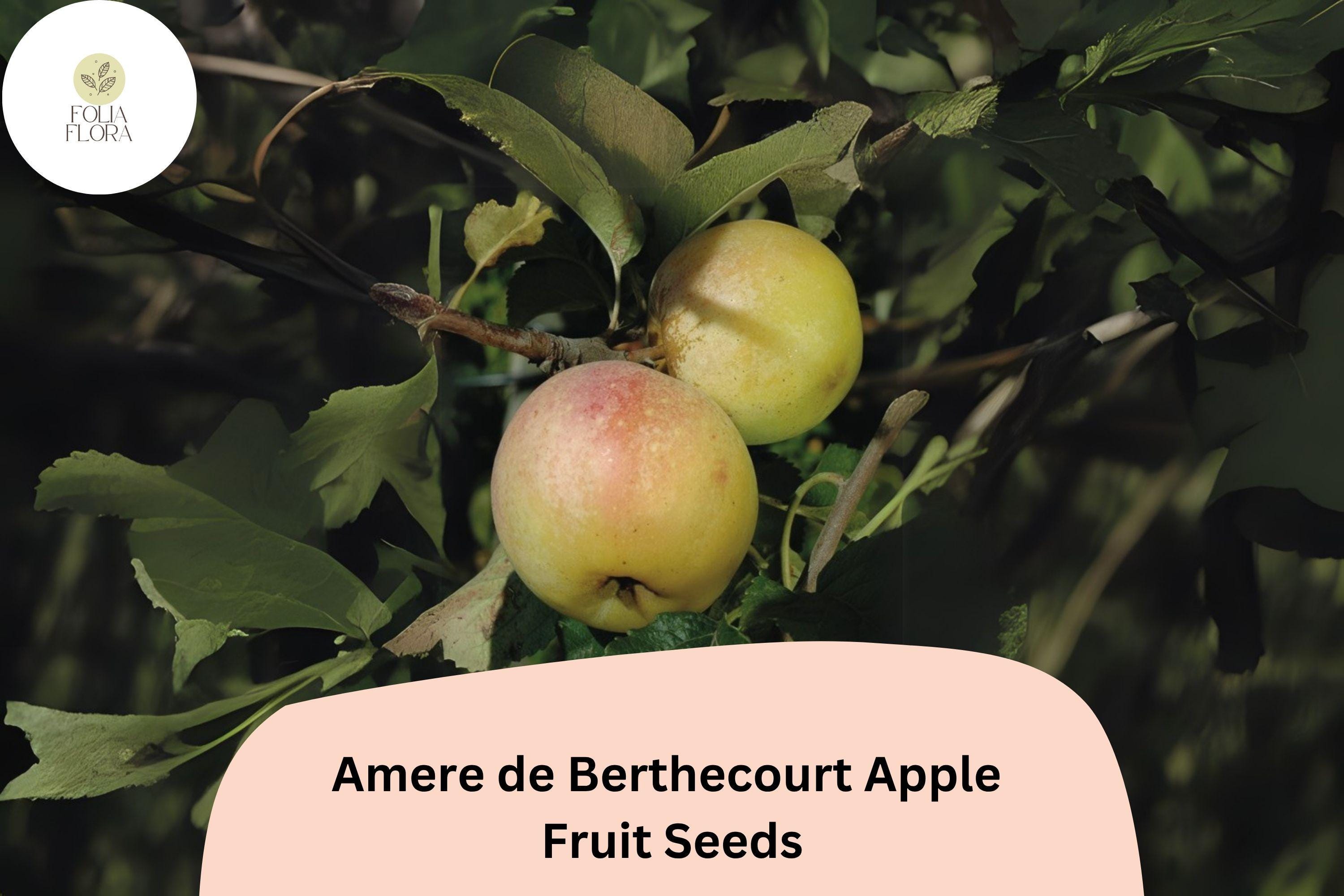 Amere de Berthecourt Apple Seeds – French Heirloom Cider Variety, Bittersharp Flavor, Malus domestica, 25+ Seeds
