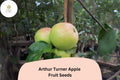 Arthur Turner Apple Seeds – Heritage English Heirloom, Cooking & Baking Variety, Non-GMO, Open-Pollinated, Malus domestica