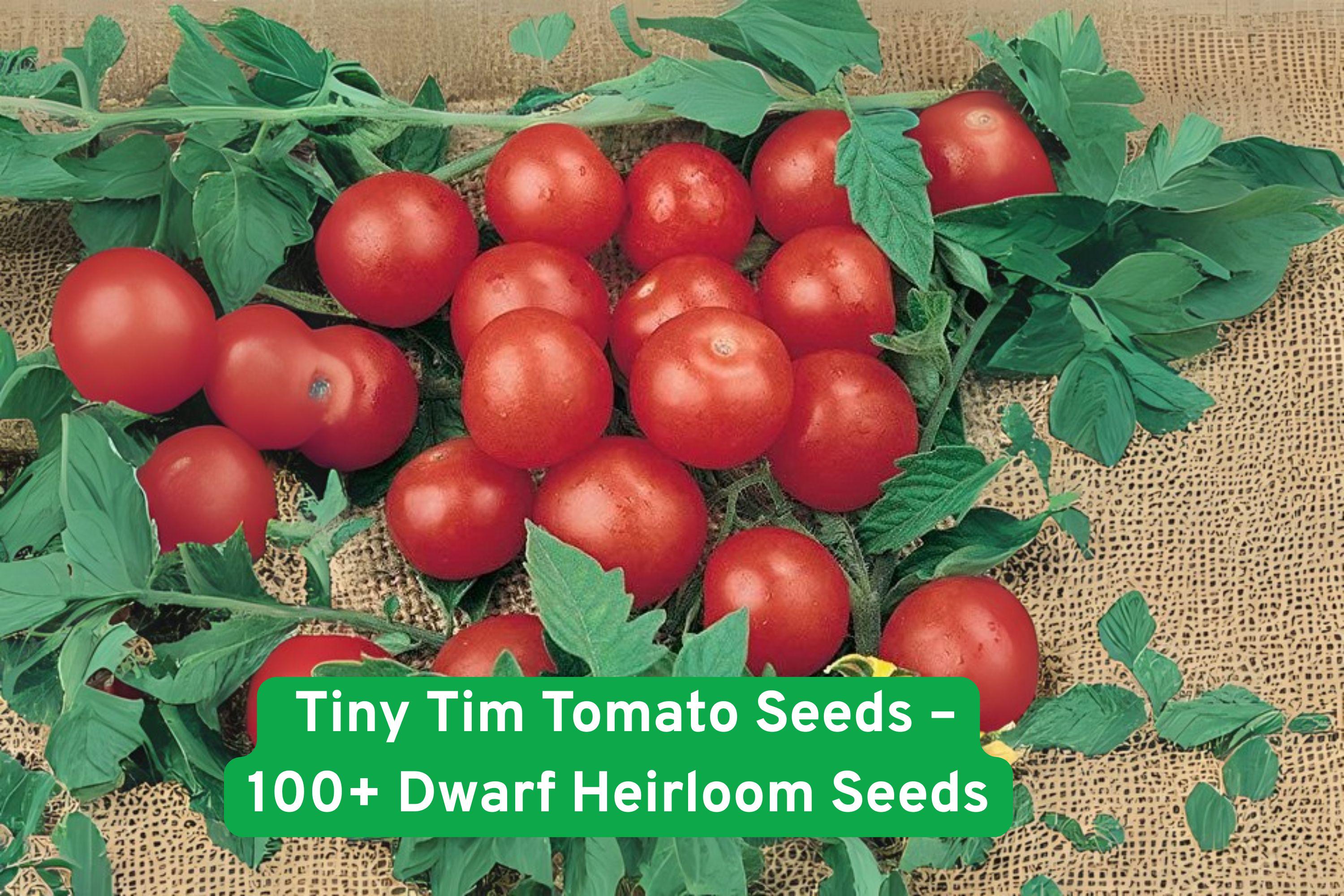 Tiny Tim Tomato Seeds – Dwarf Heirloom Cherry Variety for Containers & Small Gardens, 100+ Seeds, Red Fruit, Solanum lycopersicum