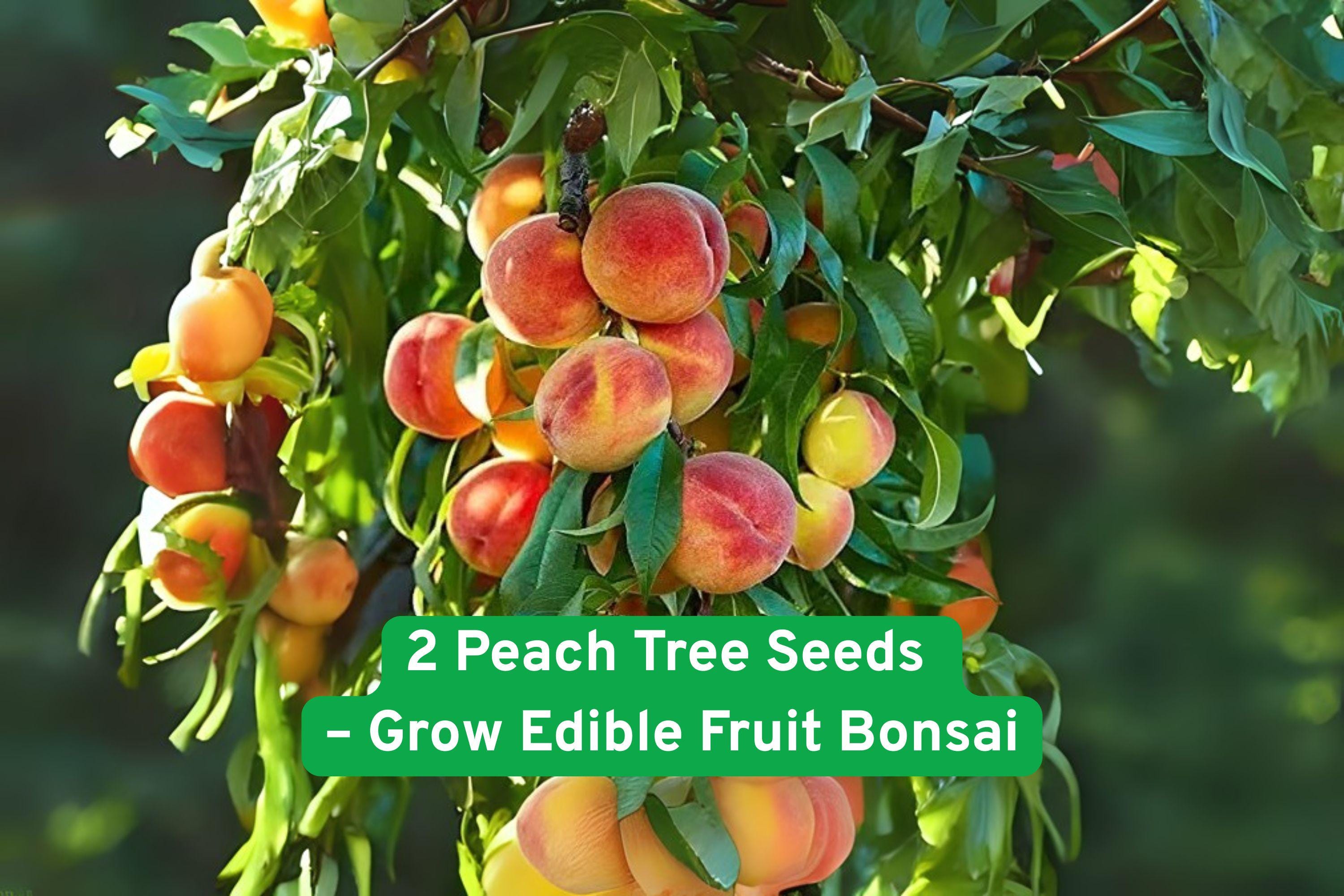 Peach Tree Seeds, Edible Fruit Bonsai, Prunus persica, Compact Dwarf, USA Grown