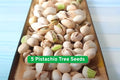 Pistachio Tree Seeds, Nut-Producing, Bonsai & Orchard, Pistacia vera, Grow Your Own Nuts, Edible Tree Seeds