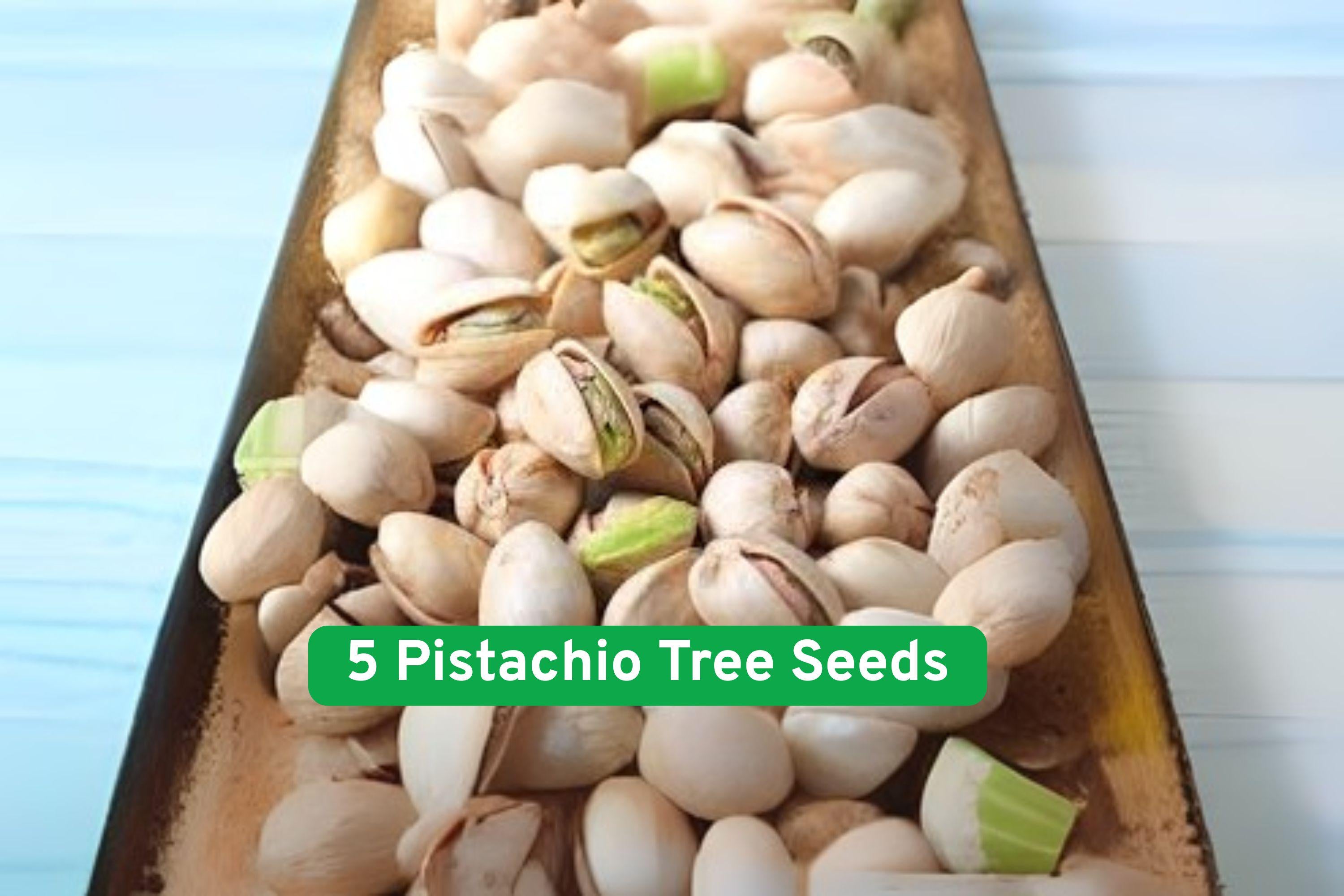 Pistachio Tree Seeds, Nut-Producing, Bonsai & Orchard, Pistacia vera, Grow Your Own Nuts, Edible Tree Seeds