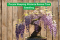Purple Weeping Wisteria Seedling – 1-Year Live Bonsai Tree, Flowering Wisteria sinensis or floribunda