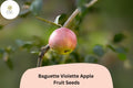 25+ Baguette Violette Apple Seeds – Rare French Heirloom, Purple Skin, Grafting, Malus domestica