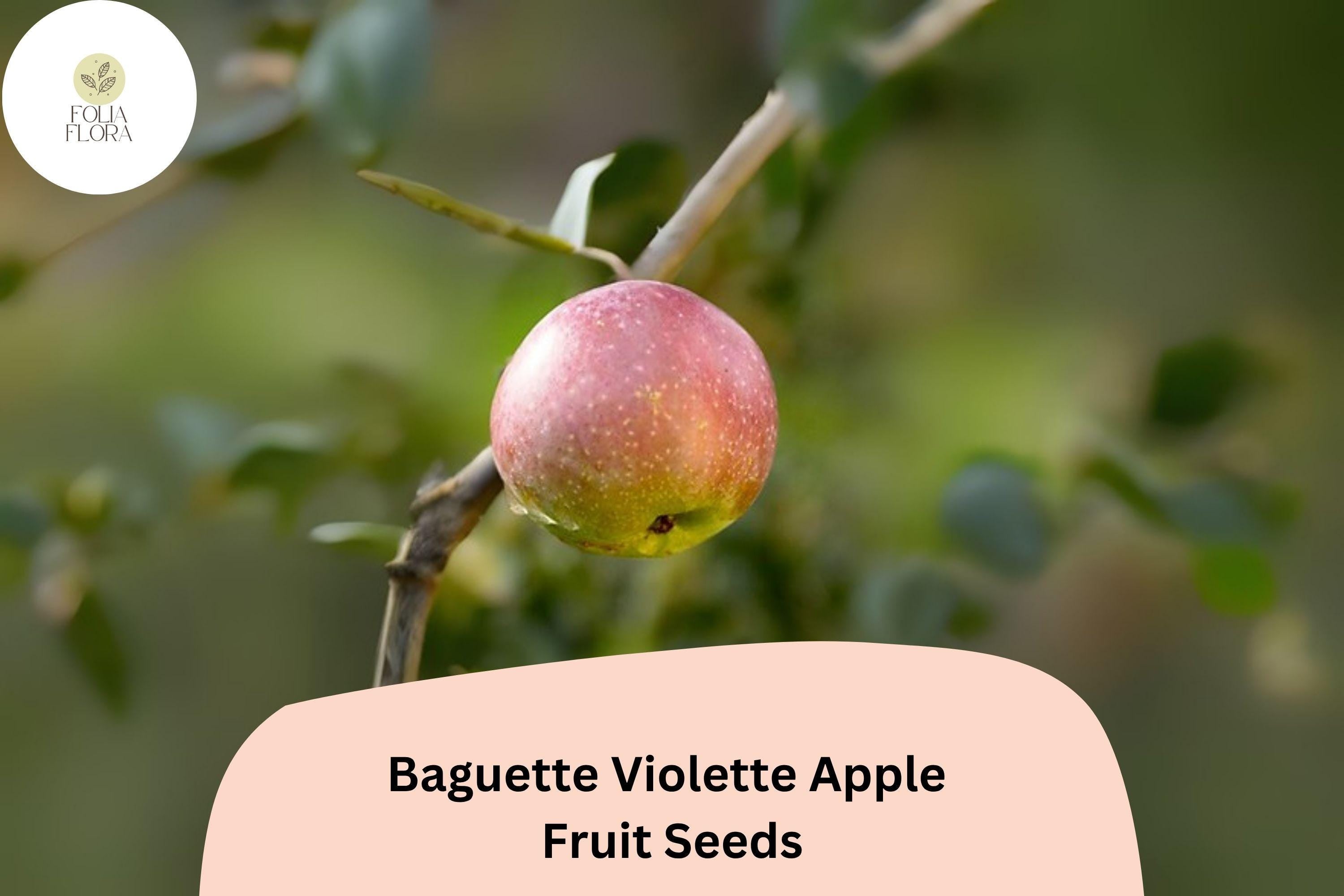 25+ Baguette Violette Apple Seeds – Rare French Heirloom, Purple Skin, Grafting, Malus domestica