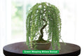 Green Weeping Willow Bonsai Tree Cutting | Fast-Growing Salix babylonica Dwarf Tree for Bonsai & Container Gardening