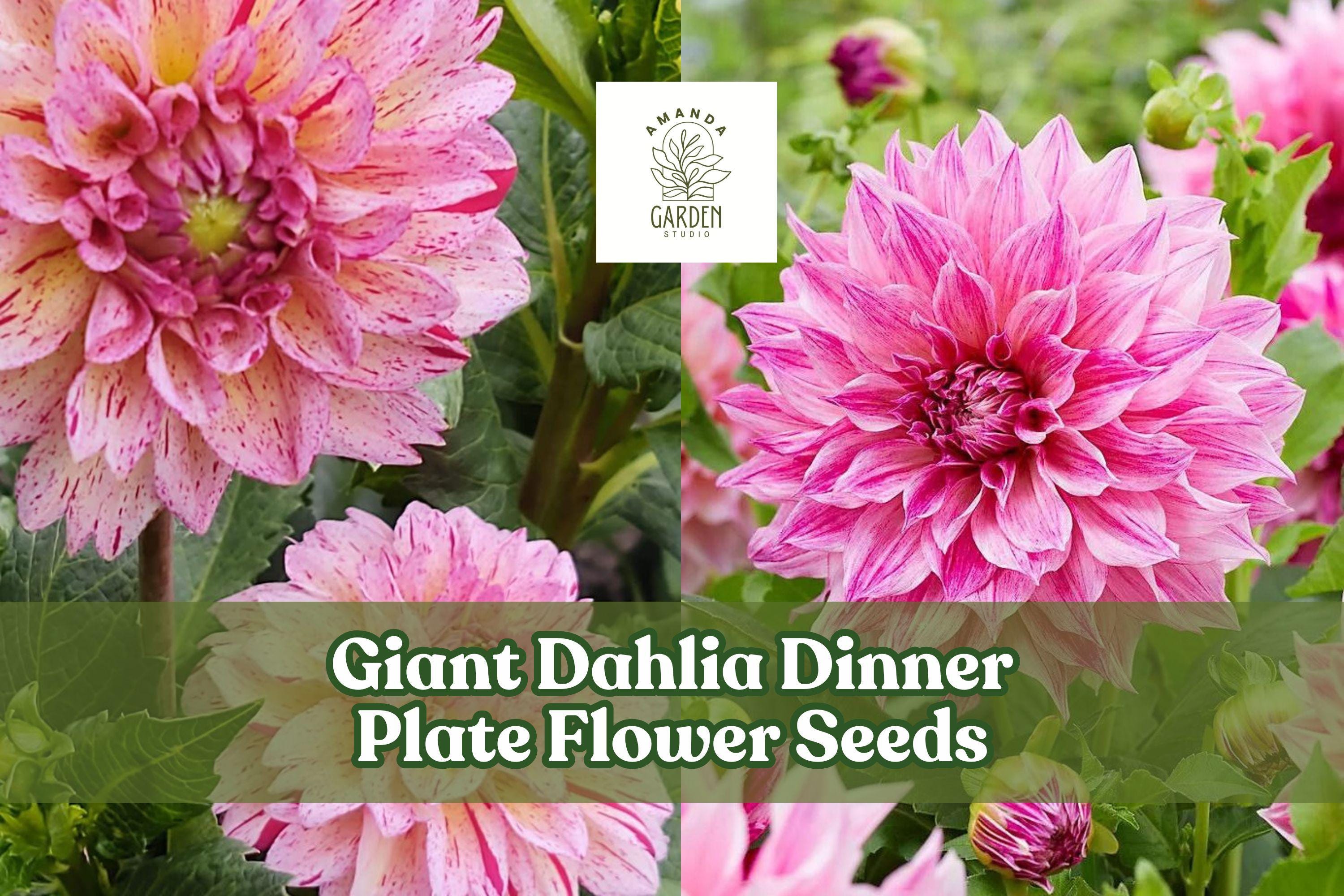 Giant Dahlia Flower Seeds - Exotic Mix for Cut Flower Gardens, Bright Blooms, Full Sun, 100 Seeds