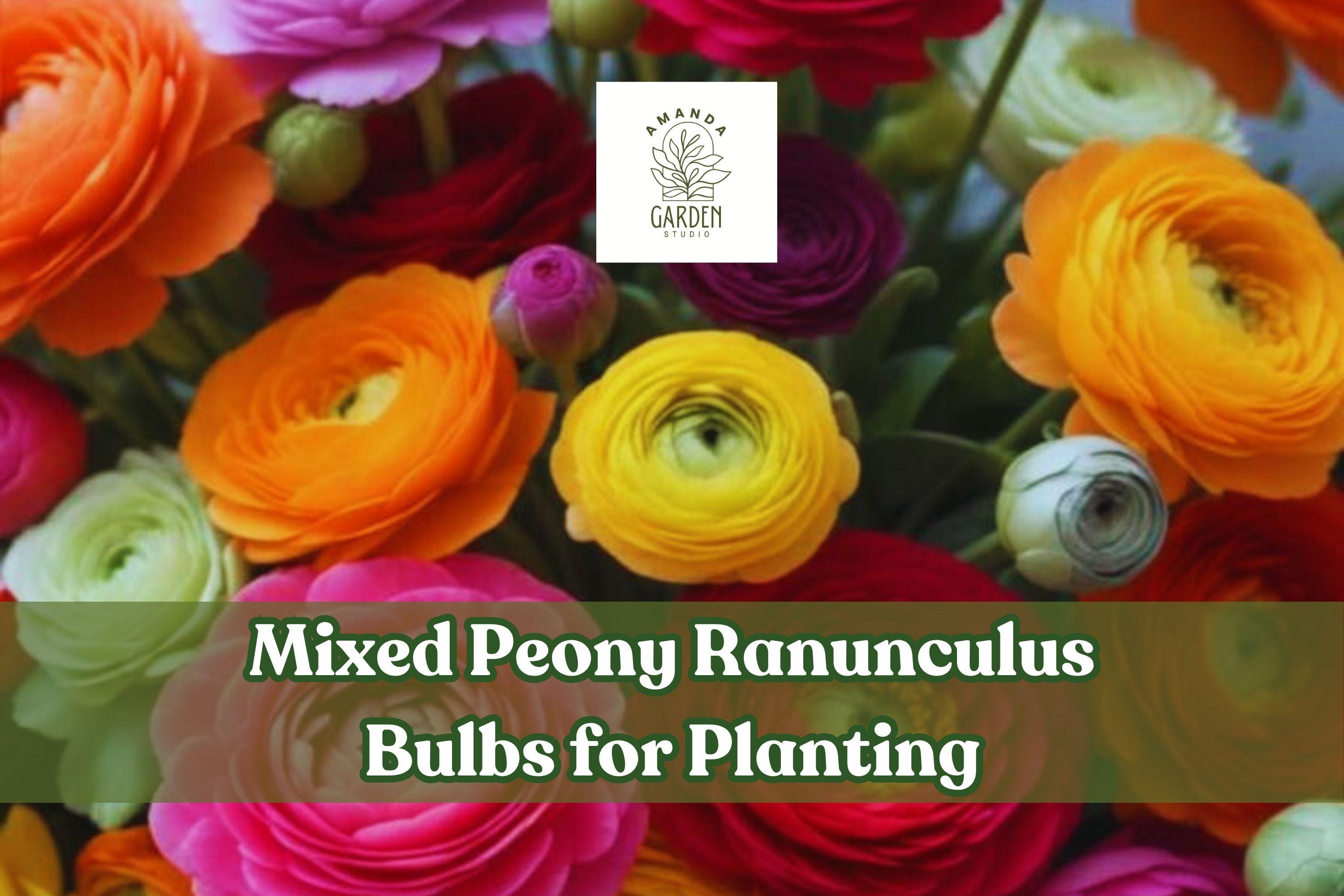 Mixed Ranunculus Bulbs – Assorted Colors for Spring Blooms – Ranunculus asiaticus Tuber for Garden Beds & Containers