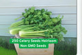 Heirloom Celery Seeds 250 Non-GMO Open-Pollinated Vegetable for Garden or Containers - Apium graveolens