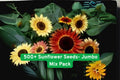 Mixed Sunflower Seeds Pack – 15+ Heirloom Varieties, Multicolor Helianthus annuus, Garden, Cut Flowers