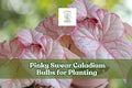 Pinky Swear Caladium Bulbs – Pink & Green Heart-Shaped Foliage – Caladium bicolor for Shade Gardens, Containers & Borders
