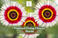 Painted Daisy Flower Seeds, Perennial, Pink Red White Blooms, Tanacetum coccineum, Pollinator-Friendly, Cottage Garden