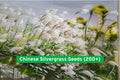 Chinese Silvergrass Seeds (200+) – Ornamental Miscanthus sinensis for Landscaping, Drought-Tolerant, Easy to Grow