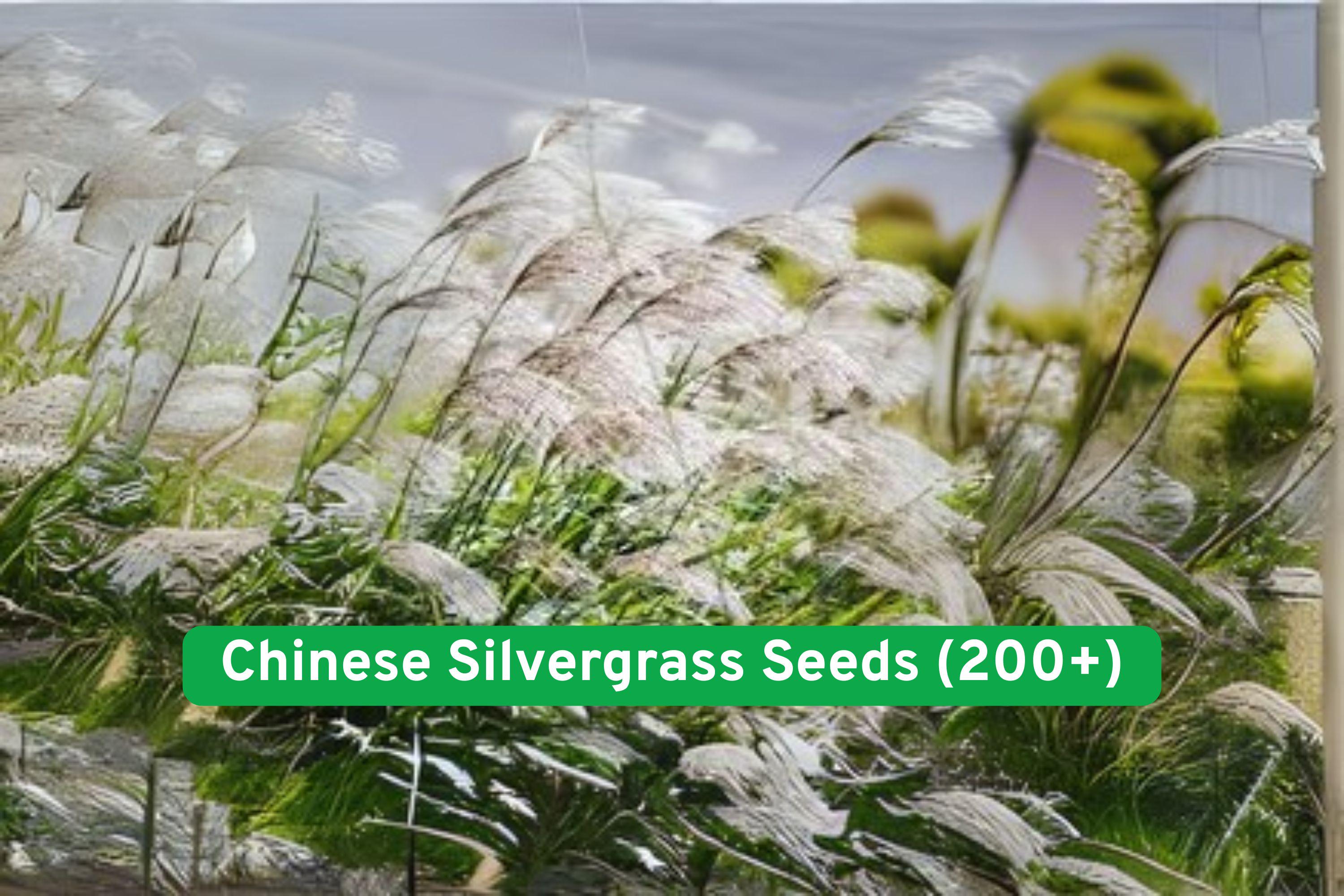 Chinese Silvergrass Seeds (200+) – Ornamental Miscanthus sinensis for Landscaping, Drought-Tolerant, Easy to Grow