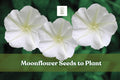 Moonflower Seeds – Ipomoea alba Climbing Vine for Night-Blooming White Flowers, 50 Pack