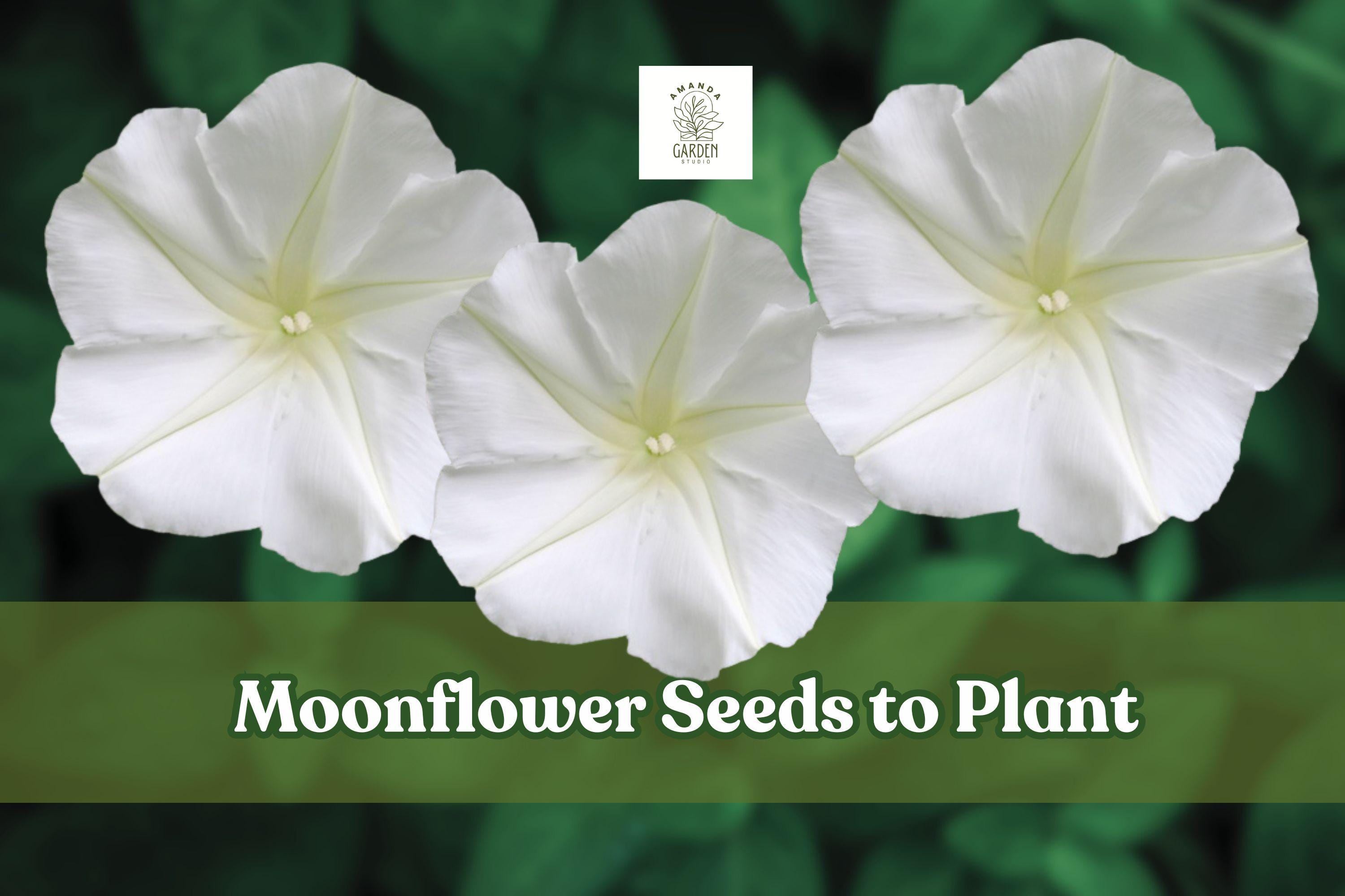 Moonflower Seeds – Ipomoea alba Climbing Vine for Night-Blooming White Flowers, 50 Pack