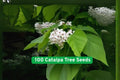 Catalpa Tree Seeds – Showy White Flowers, Fast Growing Shade Tree, Catalpa speciosa, Non-GMO, 100 Pack