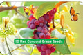 Red Concord Grape Seeds – Vitis labrusca for Wine, Juice, and Fresh Fruit – Heirloom, High-Yield Climbing Vines from USA