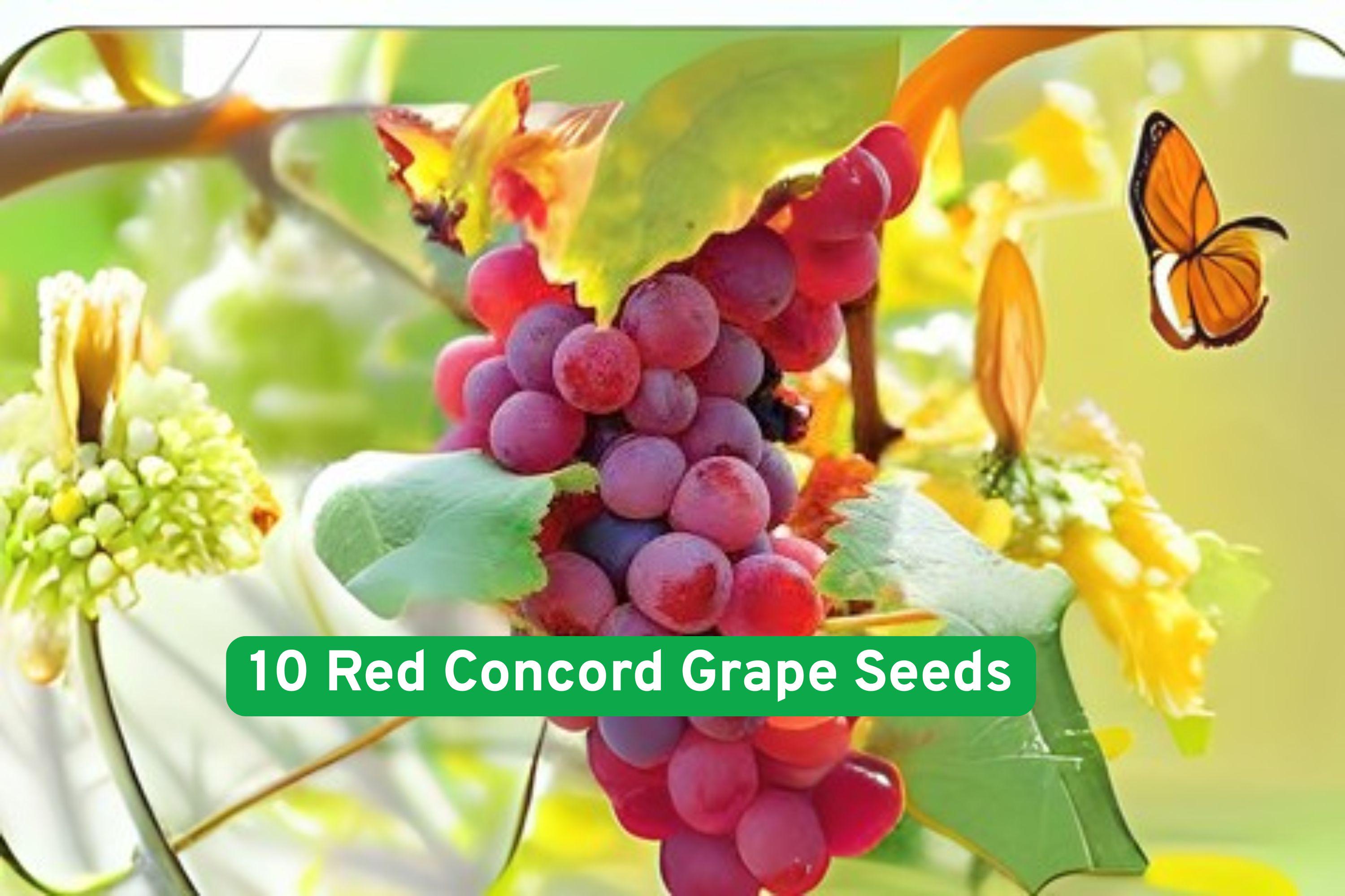 Red Concord Grape Seeds – Vitis labrusca for Wine, Juice, and Fresh Fruit – Heirloom, High-Yield Climbing Vines from USA