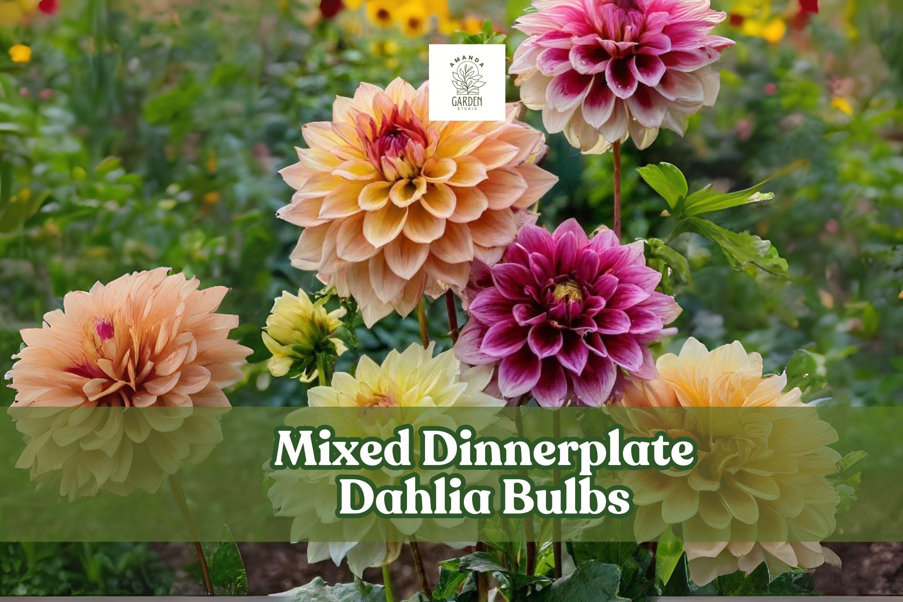 Mixed Dinnerplate Dahlia Bulbs – 3 Large Tubers in Assorted Colors for Vibrant Blooms, Tuberous Perennial, Scientific Name: Dahlia pinnata