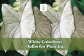 White Caladium Bulb for Planting – Indoor & Outdoor Foliage, Caladium bicolor, Bright White & Green Leaves