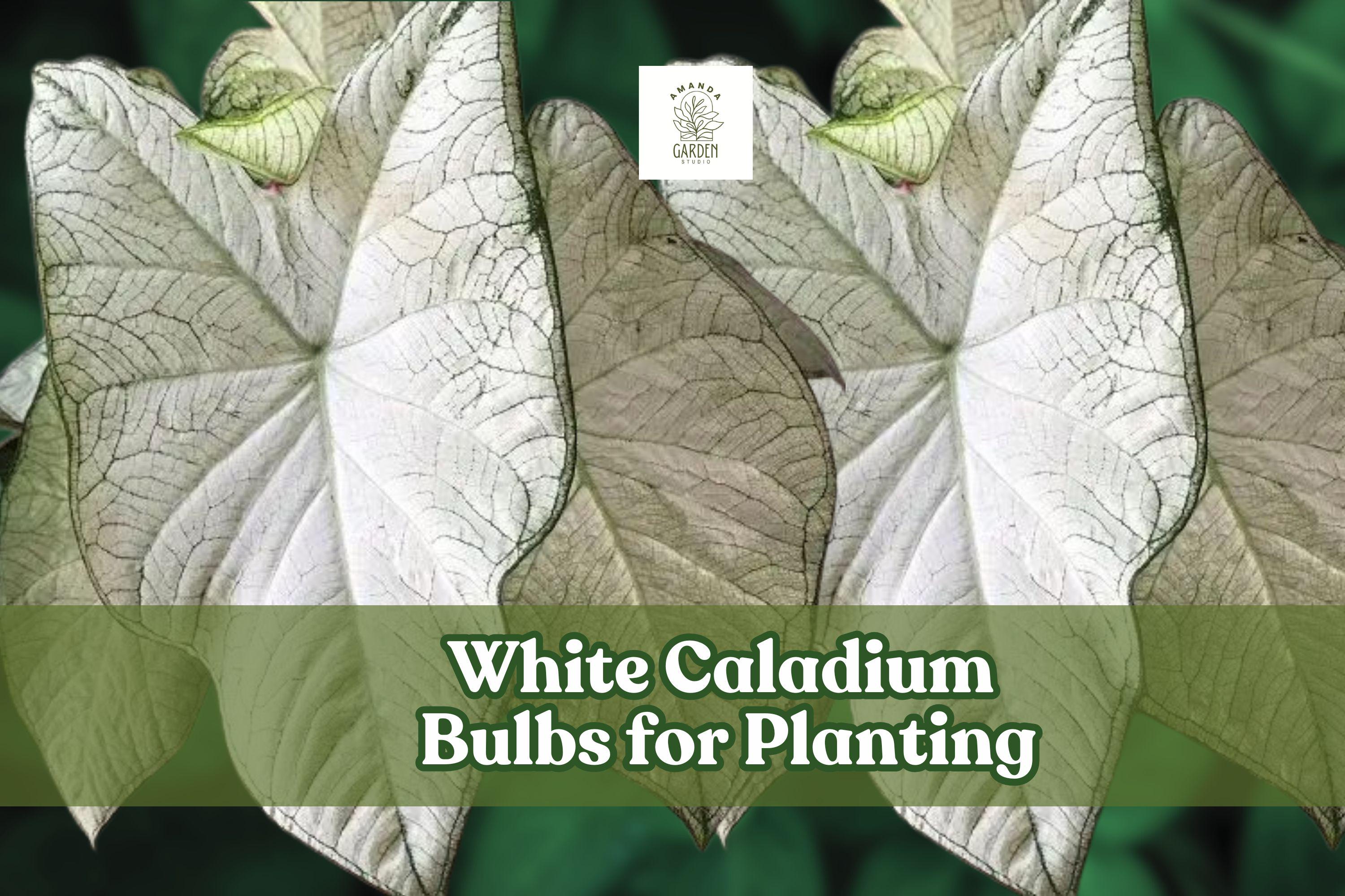 White Caladium Bulb for Planting – Indoor & Outdoor Foliage, Caladium bicolor, Bright White & Green Leaves