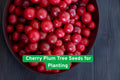 Cherry Plum Tree Seeds – Edible Fruit & Pink Flowers, Bonsai or Garden, Prunus cerasifera