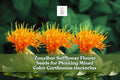Zanzibar Safflower Seeds – Mixed Color Carthamus tinctorius for Garden, Drought-Tolerant, Pollinator Attracting, Cut & Dried Flowers