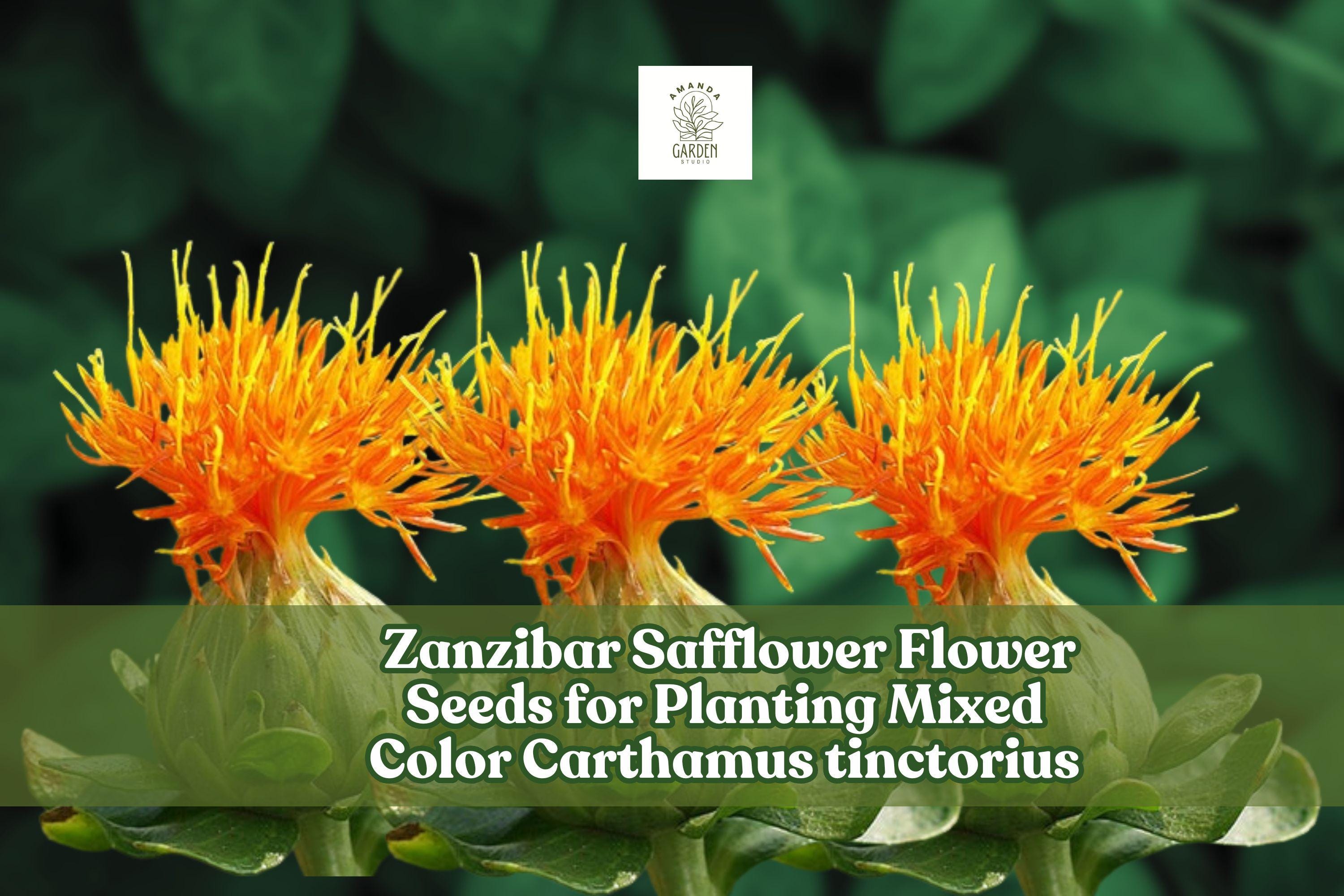 Zanzibar Safflower Seeds – Mixed Color Carthamus tinctorius for Garden, Drought-Tolerant, Pollinator Attracting, Cut & Dried Flowers