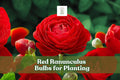 Red Ranunculus Bulbs – 10 Pack for Cutting Gardens, Flower Beds & Containers – Bright Red, Rose-Like Blooms, Easy to Grow