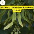 Littleleaf Linden Tree - 12 Inch Bare Root Shade & Ornamental Tilia cordata for Zones 3-7