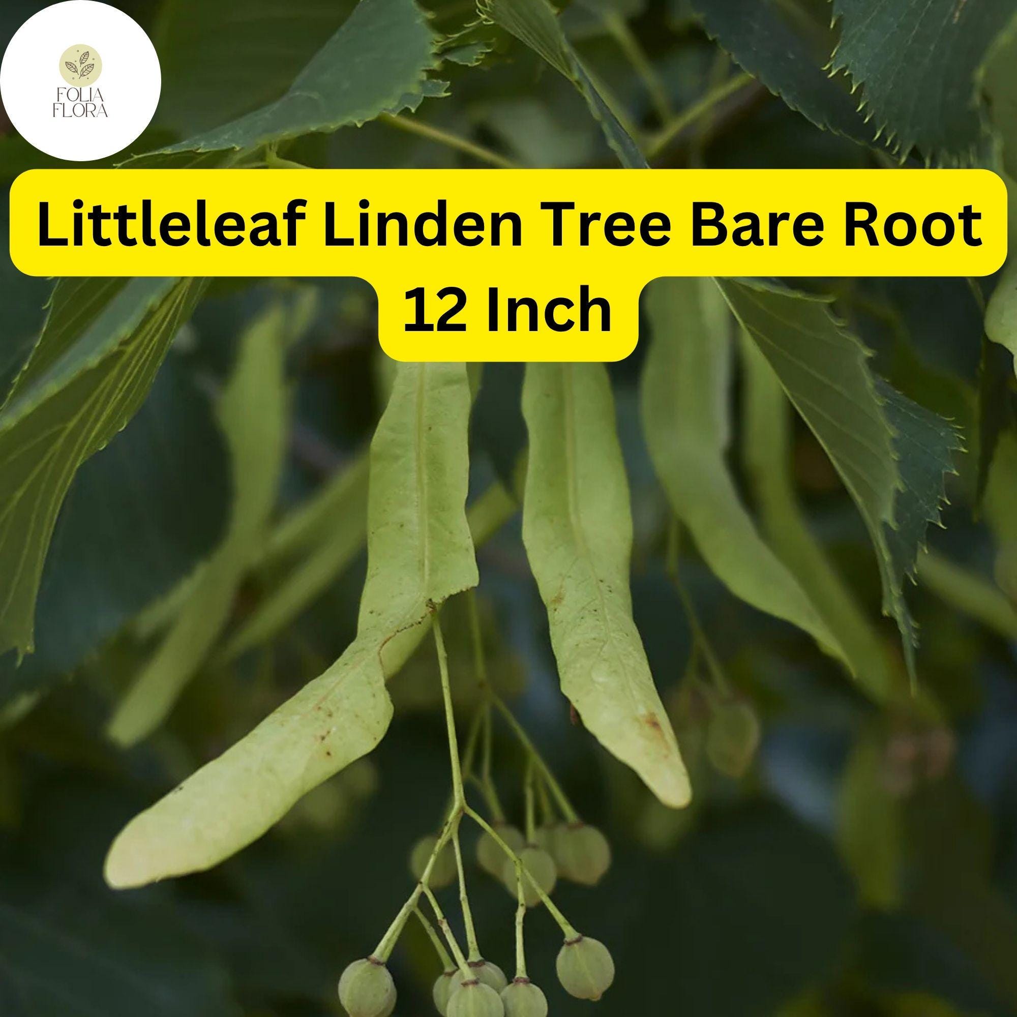 Littleleaf Linden Tree - 12 Inch Bare Root Shade & Ornamental Tilia cordata for Zones 3-7