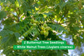 Butternut Tree Seedlings – White Walnut Juglans cinerea Bare-Root Native Shade Tree for Reforestation and Wildlife