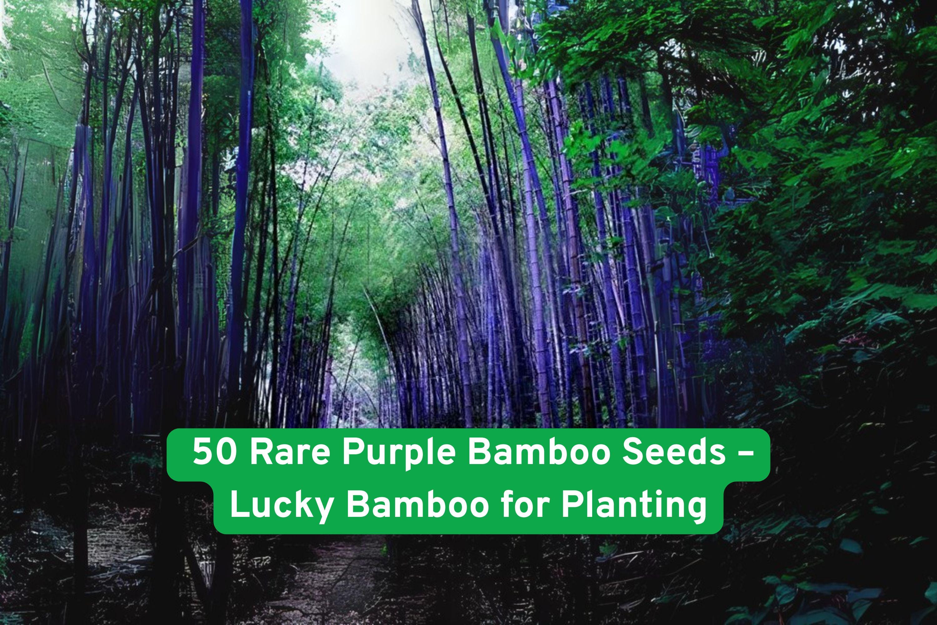 Purple Bamboo Seeds – 50 Rare Ornamental Phyllostachys nigra Seeds for Landscaping, Privacy Hedges & Containers