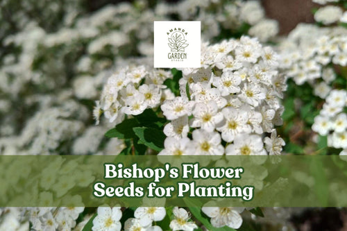 100 Bishop's Flower Seeds – White Ammi majus Annual Wildflower for Borders & Cut Flowers – Pollinator-Friendly Garden Plant